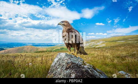 Bussard, Mäusebussard, Wissenschaftlicher Name: Buteo buteo, auf Flechten bedeckt Rock im englischen Lake District mit Panoramablick thront. Horizontale Stockfoto