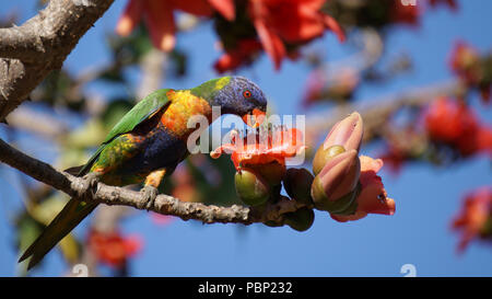 Rainbow Lorikeet Schlemmen auf kapuk Blumen Stockfoto