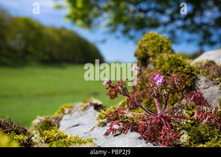 Kraut robert Blumen wachsen auf einem trockenen Steinmauer im Lake District National Park, England, Großbritannien Stockfoto