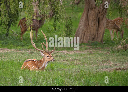 Chital-Achse, schöne Rotwild aus Sri Lankan Grasland. Stockfoto