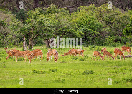 Chital-Achse, schöne Rotwild aus Sri Lankan Grasland. Stockfoto