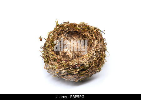 Finch Nest auf weißem Hintergrund Stockfoto