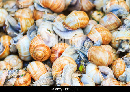 Helix pomatia Textur der Schnecken Stockfoto