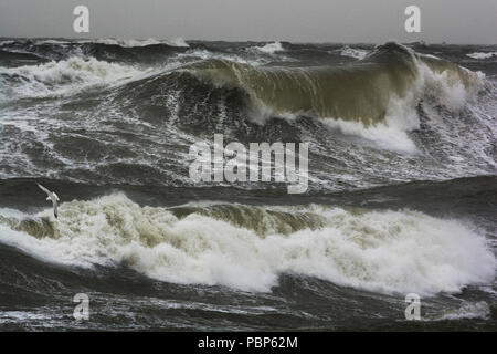 Hohe Wellen und stürmischer See aus Berwick Strand, Northumberland Stockfoto