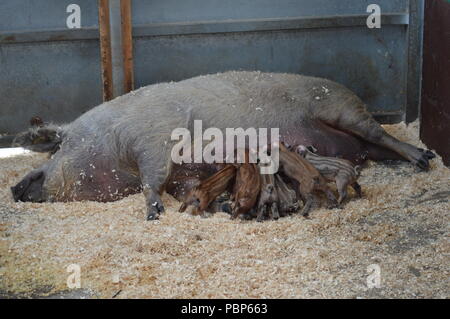 Ein Schwein füttern ihre Ferkel im Stall bei Bockett's Farm in Surrey, Großbritannien Stockfoto