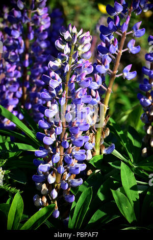 Arktis Lupine (Lupinus arcticus) Stockfoto