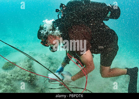 180719-N-CW 570-2013 Mamala Bay, Hawaii (19 Juli 2018) Konstruktionsmechaniker 3. Klasse Lucas Jackson, Underwater Bau Team (UCT) 2, Orte einen Sprengsatz auf dem Meeresboden während Underwater Demolition Ausbildung in Mamala Bay während des Pacific Rim (Rimpac) Übung, Juli 19 zugeordnet. 25 Nationen, 46 Schiffe, 5 U-Boote, über 200 Flugzeuge und 25.000 Angestellte beteiligen sich an Rimpac vom 27. Juni bis 2. August in und um die hawaiischen Inseln und Südkalifornien. Die weltweit größte internationale maritime Übung RIMPAC bietet eine einzigartige Ausbildung Stockfoto