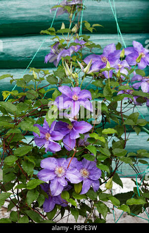 Clematis Pflanze mit violetten Blumen, die eine Wand eines Landhauses erklimmen. Stockfoto