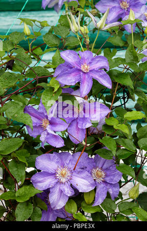 Clematis Pflanze mit violetten Blumen, die eine Wand eines Landhauses erklimmen. Stockfoto