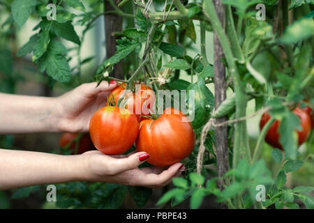 Die Frau Hände pflücken rote Tomaten (Solanum Lycopersicum) im Gewächshaus. Region Kaluga, Russland. Stockfoto