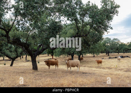 Rinder grasen auf einer Wiese in der Nähe von Guijo de La Cumbrecita. Extremadura Spanien. Stockfoto
