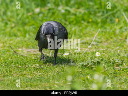 Eurasischen Dohle (Corvus monedula) stehen auf Gras an der Kamera in West Sussex, England, UK. Vogel Suchen wütend. Stockfoto