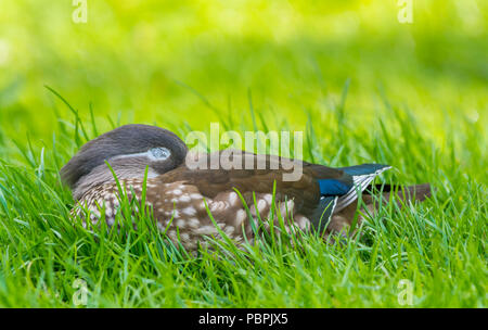 Henne (weiblich) Mandarinente (Aix galericulata) Festlegung auf Gras mit ihren Augen im Frühsommer in West Sussex, England, Großbritannien geschlossen. Stockfoto