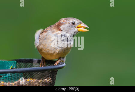 Erwachsene Männchen Haussperling (Passer domesticus) auf einem futterhaus im frühen Herbst in West Sussex, England, Großbritannien thront. Stockfoto