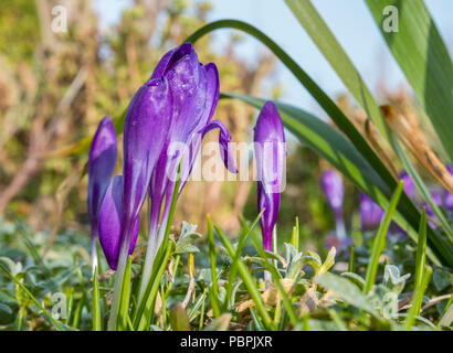 Lila geschlossen Krokusse im Winter in West Sussex, England, UK. Krokusse geschlossen Blütenblätter. Stockfoto