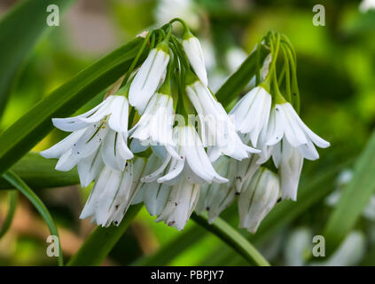 Allium triquetrum (Drei - Knoblauch) Pflanze mit kleinen weißen Blüten im späten Frühjahr in West Sussex, England, UK in die Enge getrieben. Stockfoto