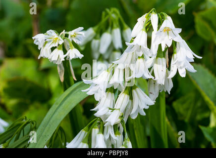 Allium triquetrum (Drei - Knoblauch) Pflanze mit kleinen weißen Blüten im späten Frühjahr in West Sussex, England, UK in die Enge getrieben. Stockfoto