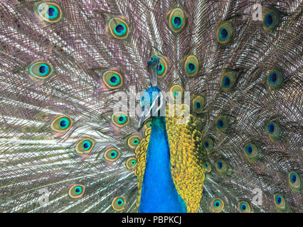 Porträt einer Peacock, seine wunderschönen Federn verbreiten. Stockfoto