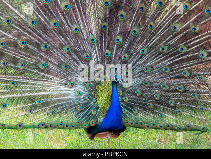 Porträt einer Peacock, seine wunderschönen Federn verbreiten. Stockfoto