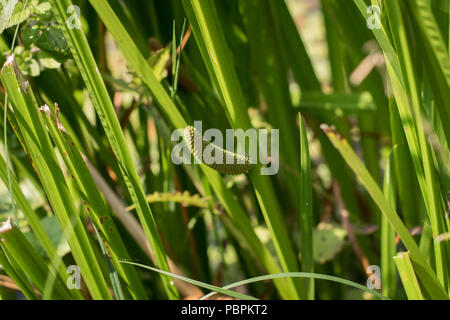 Blütenstand der Kalmus (Acorus calamus) mit jungen Früchte Stockfoto