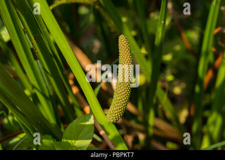 Blütenstand der Kalmus (Acorus calamus) mit jungen Früchte Stockfoto