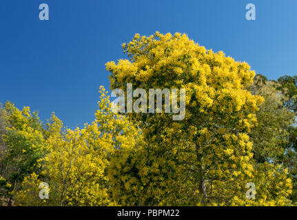 gelben Blüten der Mimose Baum im blauen Himmel in Provence, Frankreich