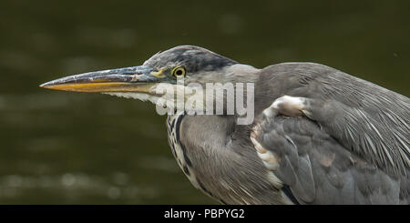 London, Großbritannien. 29. Juli, 2018 ein Reiher am See in Peckham Rye Park. David Rowe/Alamy Leben Nachrichten. Stockfoto