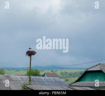 Weißstorch-Nest auf Strommast in einem kleinen Dorf. Stockfoto