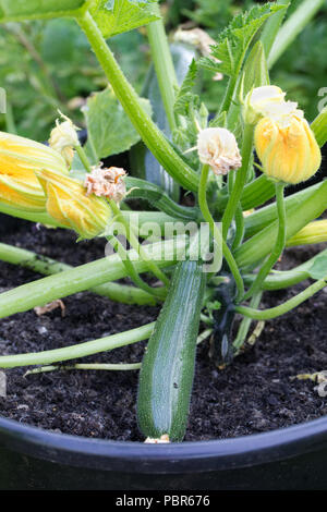 . Curcubita pepo Zucchini in einem Topf wachsen. Stockfoto