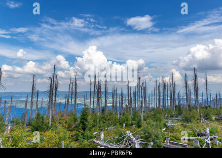 Blick zum Dreisessel, Trojmezi und Trojmezna Hügellandschaft mit Wäldern durch Borkenkäfer Plage zerstört (Unheil) im Böhmerwald. Stockfoto