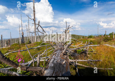 Blick zum Dreisessel, Trojmezi und Trojmezna Hügellandschaft mit Wäldern durch Borkenkäfer Plage zerstört (Unheil) im Böhmerwald. Stockfoto