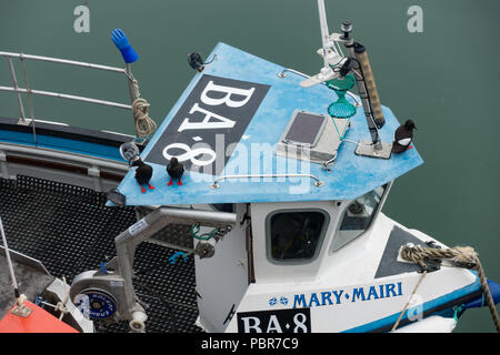 Gryllteisten Cepphus grylle thront auf einem Boot, in PortPatrick Hafen. Dumfries und Galloway. Schottland. Stockfoto