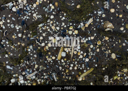 Schalen gewaschen am Strand. Schottland. Stockfoto