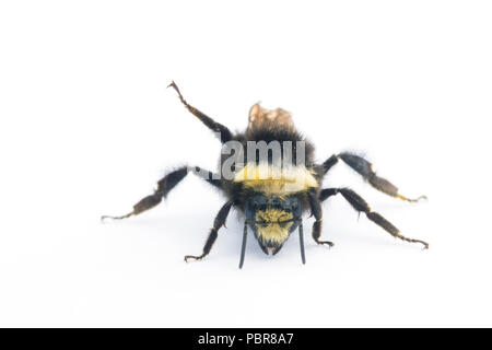 Gelb - konfrontiert, Hummel (Bombus vosnesenskii) Gemeinsame bumble bee aus dem nordwestlichen UNS, Nahaufnahme portrait Stockfoto