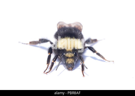 Gelb - konfrontiert, Hummel (Bombus vosnesenskii) Gemeinsame bumble bee aus dem nordwestlichen UNS, Nahaufnahme portrait Stockfoto