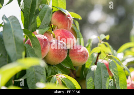 Wie Pfirsiche auf einem Baum im Garten wachsen. Reife saftige Pfirsiche im Garten, Gartenbau, Landwirtschaft. reife Pfirsiche wachsen unter grünen Blättern. Stockfoto