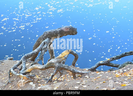 Trockene Wurzeln von Pine Tree am Ufer des Sees mit dem Herbst die Blätter schweben im Wasser. Stockfoto