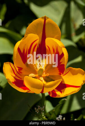 Papagei Tulpe Stockfoto