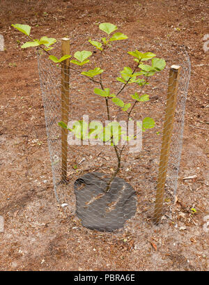 Einer Buche sapling Stockfoto