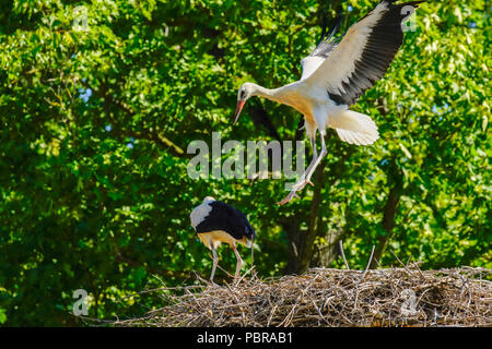 Junge Weißstörche bald bereit zu fliegen, Schweiz. Stockfoto