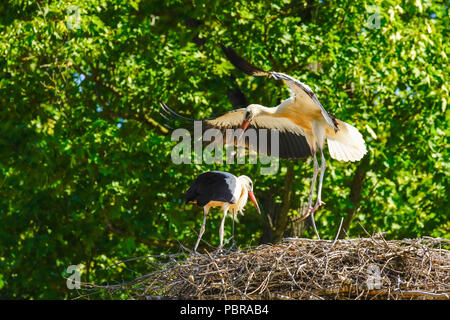 Junge Weißstörche bald bereit zu fliegen, Schweiz. Stockfoto