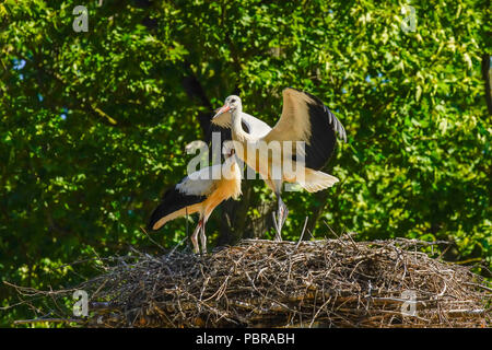 Junge Weißstörche bald bereit zu fliegen, Schweiz. Stockfoto