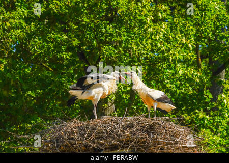 Junge Weißstörche bald bereit zu fliegen, Schweiz. Stockfoto