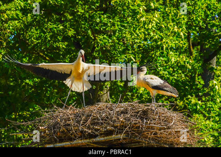 Junge Weißstörche bald bereit zu fliegen, Schweiz. Stockfoto