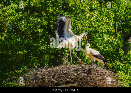 Junge Weißstörche bald bereit zu fliegen, Schweiz. Stockfoto