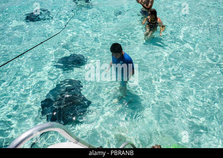 Eine asiatische Junge schaut auf einen riesigen Stachelrochen in seichtem Wasser Stingray City Grand Cayman Island Stockfoto