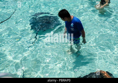 Eine asiatische Junge schaut auf einen riesigen Stachelrochen in seichtem Wasser Stingray City Grand Cayman Island Stockfoto