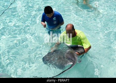 Eine asiatische Junge schaut auf einen riesigen Stachelrochen in seichtem Wasser Stingray City Grand Cayman Island Stockfoto