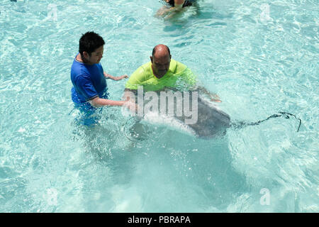 Eine asiatische Junge schaut auf einen riesigen Stachelrochen in seichtem Wasser Stingray City Grand Cayman Island Stockfoto