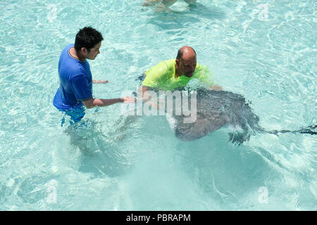 Eine asiatische Junge schaut auf einen riesigen Stachelrochen in seichtem Wasser Stingray City Grand Cayman Island Stockfoto